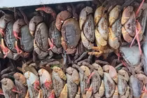 Đặc sản núi 'ngon hơn cua biển, rẻ hơn cua đồng', dân buôn hốt bạc