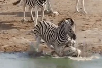 Video: Ngựa vằn đực cố tình dìm chết con của đồng loại