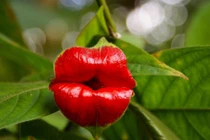 15 bông hoa “kỳ quặc” nhưng hấp dẫn khó cưỡng