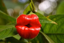 15 bông hoa “kỳ quặc” nhưng hấp dẫn khó cưỡng