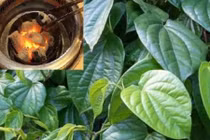 Học vợ Lý Hải bí quyết đắp lá trầu không, da mặt đẹp mịn màng