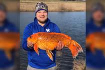 Câu được cá vàng khổng lồ hơn 9kg bằng loại mồi vô cùng đơn giản