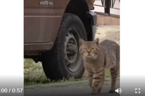 Video: Mèo hoang tràn kín đường phố ở đảo Síp