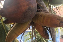 Dừa bất ngờ ra trái có hình dáng giống bắp ngô