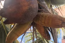 Dừa bất ngờ ra trái có hình dáng giống bắp ngô