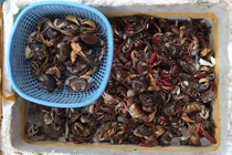 Cua đồng xay sẵn đông lạnh bán la liệt, giá rẻ đáng sợ