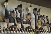 Rắn hổ mang Thái Lan: Vừa được tôn thờ, vừa là đặc sản