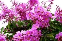 An ủi người trong mộng một thời, tôi đã "cắm sừng" vợ