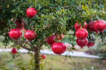 4 loại cây mang tài lộc vào nhà dịp Tết, 1 loại nên tránh xa