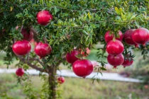 4 loại cây mang tài lộc vào nhà dịp Tết, 1 loại nên tránh xa