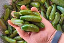 Sầu riêng, dừa... tí hon 'gây sốt', người bán lãi tiền triệu mỗi ngày