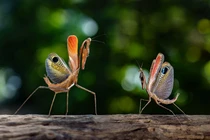 Khu bảo tồn côn trùng ở Thái Lan