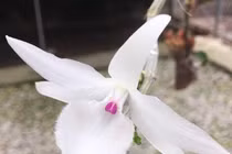 Video: Giò lan siêu hiếm được bán với giá “trên trời”?