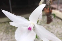 Video: Giò lan siêu hiếm được bán với giá “trên trời”?