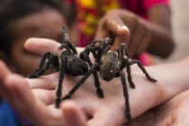 Video: Trải nghiệm ăn nhện độc ngon như cua ở Thái Lan