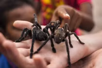 Video: Trải nghiệm ăn nhện độc ngon như cua ở Thái Lan