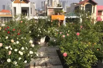 Ngắm vườn hồng thơm ngát trên sân thượng của mẹ trẻ ở Hà Nội