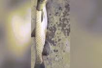 Video: Phát hiện cá “đột biến” có đầu như chim bồ câu ở TQ