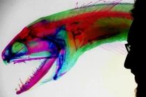 Video: Phát hiện thủy quái có hàm răng "tàng hình"