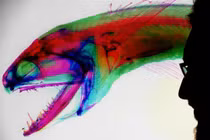 Video: Phát hiện thủy quái có hàm răng "tàng hình"
