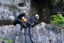 Cận cảnh khoảnh khắc hiếm: Voọc Cát Bà sinh con