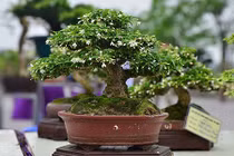 Ngắm bonsai mini đắt đỏ dành cho nhà giàu