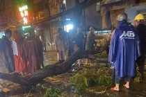 Vụ cây xanh tét nhánh đè chết người ở TP HCM: Chính quyền nói gì?