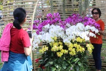 Thăm vườn lan thu 5 tỷ/năm giữa lòng Sài Gòn