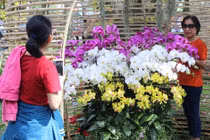 Thăm vườn lan thu 5 tỷ/năm giữa lòng Sài Gòn