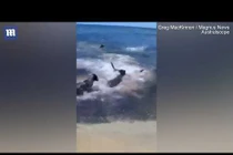 Video: Đàn chó lao xuống biển đùa giỡn với "sát thủ đại dương"