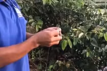 Video: Cần thủ câu được cá trên nặng gần 8kg chỉ bằng ốc ma