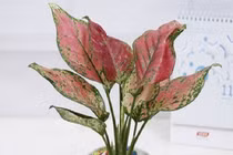 Người mệnh Hỏa trồng 5 loại cây này, tài lộc may mắn ùa về