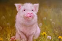 Từ giờ đến tết Nhâm Dần 2022 có 4 con giáp ngồi yên lộc cũng đến