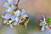 Trẻ sinh vào 5 ngày Âm lịch này có đức, có tài, cuộc sống phú quý