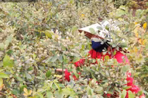 Kiếm tiền triệu mỗi ngày nhờ lên rừng hái loại quả 'thần dược' bé tí