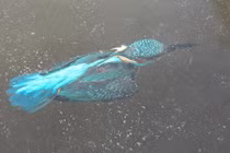 Hà Lan: Lặn xuống nước săn mồi, chim bói cá bị đông cứng trong băng