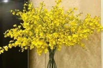 Lan vũ nữ kiêu sa, khiến không ít người chơi lan phải mê mẩn