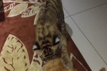 Video: Hổ và mèo thực ra không quá khác biệt