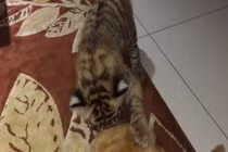Video: Hổ và mèo thực ra không quá khác biệt