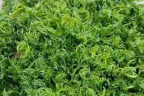"Sốt xình xịch" mua rau dớn vài trăm nghìn/kg vì đồn có tác dụng chữa bệnh