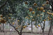 "Bưởi tặc" hoành hành, dân làng Diễn đau đầu đối phó