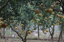 "Bưởi tặc" hoành hành, dân làng Diễn đau đầu đối phó