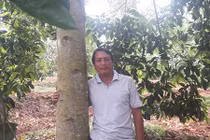 Trồng "cột chống trời", mỗi cây dổi cho thu 1 cây vàng