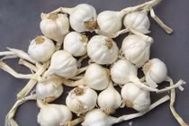 Thực hư tỏi Lý Sơn, bồ kết, đèn xông tinh dầu... có thể tiêu diệt virus corona