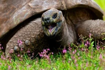 “Cụ rùa” già nhất thế giới vui hưởng cuộc sống suốt gần 2 thế kỷ