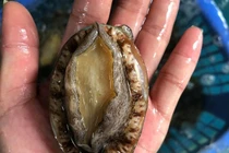 Bào ngư giá rẻ tràn ngập chợ mạng