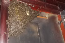 Đàn ong mật nghìn con vào tủ quần áo làm tổ tự nhiên như nhà mình