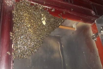 Đàn ong mật nghìn con vào tủ quần áo làm tổ tự nhiên như nhà mình