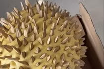 Đặt quả sầu riêng giá rẻ trên mạng, khách sốc nặng với thứ bên trong