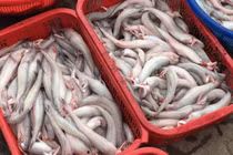 Cá khoai vào mùa, phủ trắng chợ mạng, tiểu thương chốt đơn liên tục